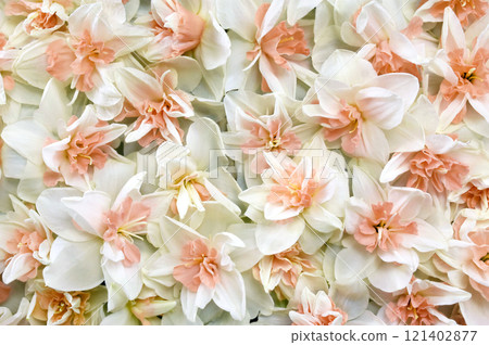 Springtime blooming yellow, white and apricot color daffodils, spring blossoming narcissus (jonquil) flowers bouquet background, selective focus, shallow focus 121402877
