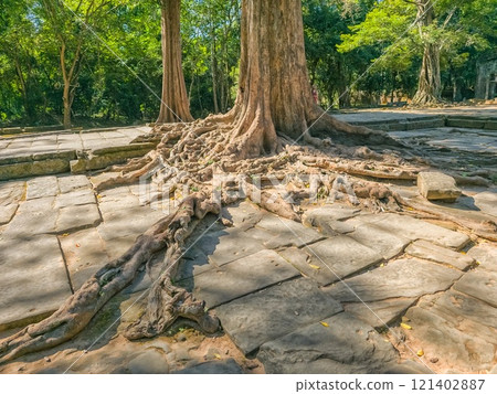 Ta Prohm Wat temple in Angkor, Cambodia Ta Prohm Wat temple in Angkor, Cambodia 121402887