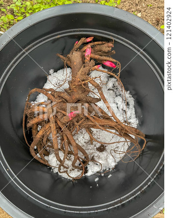 Planting a herbaceous peony Sunny Girl with roots in a pot 121402924