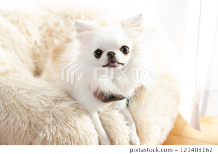 A white chihuahua in a white bed by the window A white chihuahua in a white bed by the window 121403162