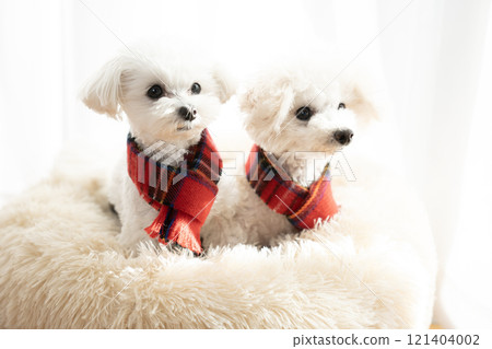 兩隻狗在床上戴著紅色圍巾 121404002