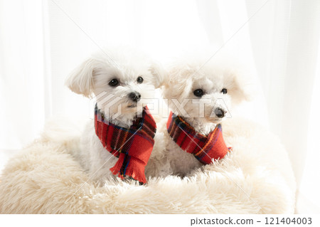 兩隻狗在床上戴著紅色圍巾 121404003