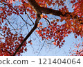 鮮紅的秋葉 121404064