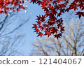 鮮紅的秋葉 121404067