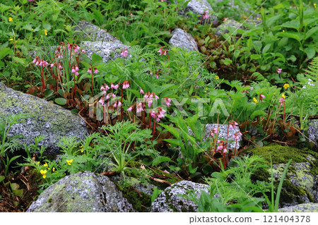 Flowers blooming on Mt. Komagatake in the Central Alps Flowers blooming on Mt. Komagatake in the Central Alps 121404378