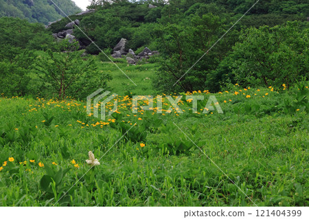 Flowers blooming on Mt. Komagatake in the Central Alps 121404399