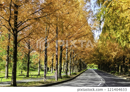 Yellow leaves of Kanazawa Metasequoia trees in late autumn Yellow leaves of Kanazawa Metasequoia trees in late autumn 121404633