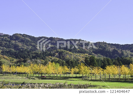 能登美麗的銀杏樹 121404647