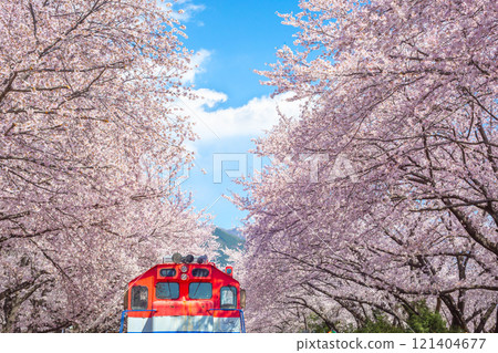 Cherry blossoms blooming in spring at E-World 83 Tower a popular tourist destination. in Daegu,South Korea. 121404677