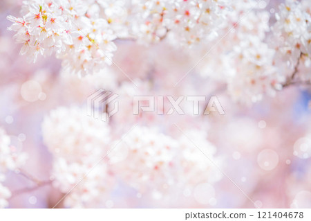 Cherry blossom  flower in spring for background or copy space for text 121404678