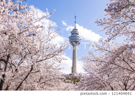 Cherry blossoms blooming in spring at E-World 83 Tower a popular tourist destination. in Daegu,South Korea. 121404691