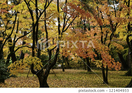 秋葉美麗的兼六園 121404933