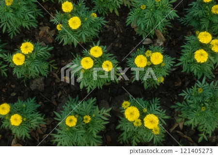 Marigold flowers in the garden. Marigold is a genus of flowering plants Marigold flowers in the garden. Marigold is a genus of flowering plants 121405273