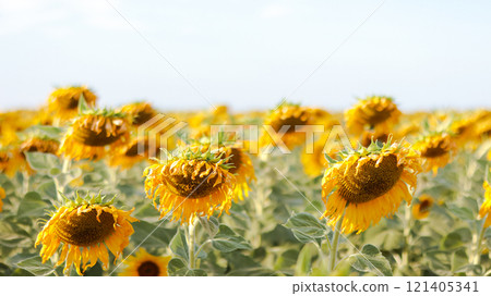 Sprawling sunflower field nearing harvest, glowing under the warm sunlight. The vibrant yellow blooms stretch toward the sky symbolizing abundance and the beauty of nature cycles 121405341