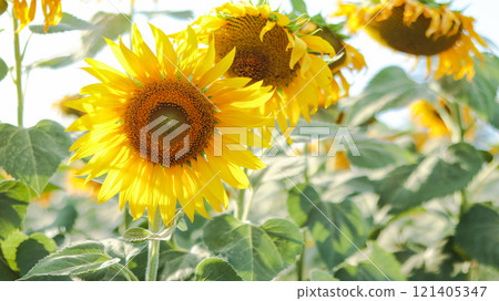 Sprawling sunflower field nearing harvest, glowing under the warm sunlight. The vibrant yellow blooms stretch toward the sky symbolizing abundance and the beauty of nature cycles 121405347