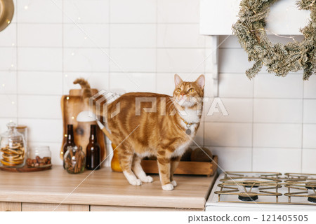 Red cat is standing on counter next to a christmas wreath in kitchen 121405505