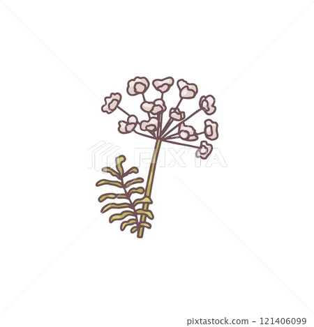 Fennel plant leaves vector flat icon, flowers fragrance, dill seasoning grass, natural aromatic condiment farm herb Fennel plant leaves vector flat icon, flowers fragrance, dill seasoning grass, natural aromatic condiment farm herb 121406099