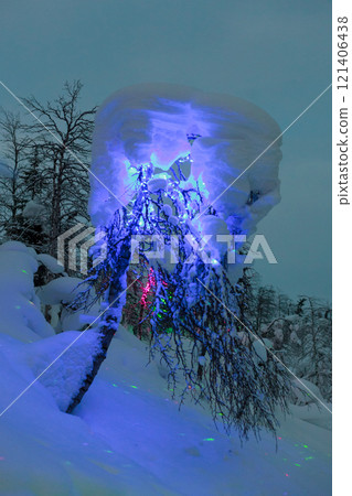 Magic forest at winter, Mysterious Forest in Murmansk region, Kirovsk, fantastic creation 121406438