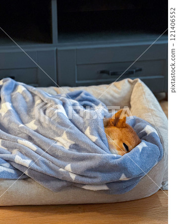 A Shiba Inu dog cozily sleeping in a bed under a blue star-patterned blanket. A Shiba Inu dog cozily sleeping in a bed under a blue star-patterned blanket. 121406552
