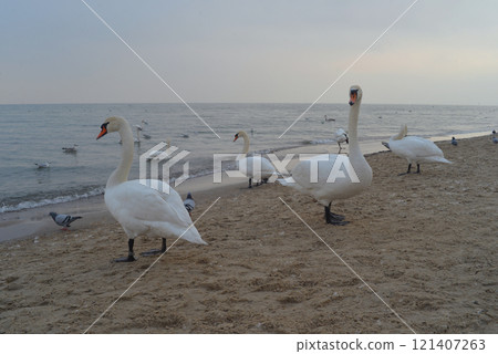 Swans on the seashore beach before sunset in winter in Sopot, Poland 121407263