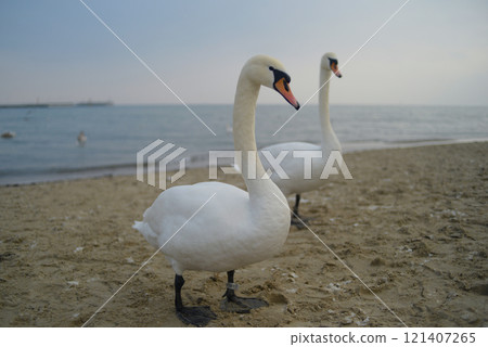 Swan couple, two swans on the seashore beach before sunset in winter in Sopot, Poland. Background wallpaper high quality picture 121407265