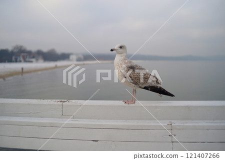 A seagull sits on the wooden boardwalk pier railings at the background of a winter seascape in Sopot, Poland (Molo w Sopocie Jetee de Sopot). Background wallpaper high quality picture A seagull sits on the wooden boardwalk pier railings at the background of a winter seascape in Sopot, Poland (Molo w Sopocie Jetee de Sopot). Background wallpaper high quality picture 121407266