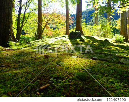 Moss landscape (Furumine Shrine) 121407290