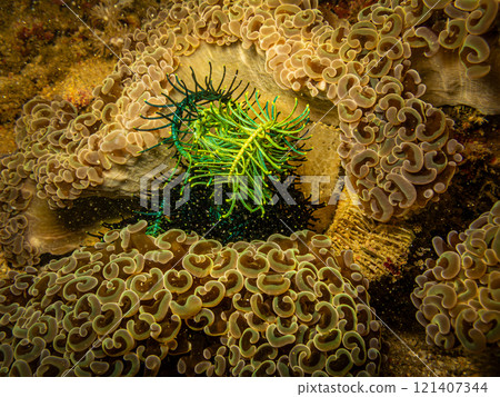 Goniopora species, Daisy or Flowerpot coral, this looks lik plants but it is animal species  121407344