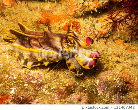 Colourful Flamboyant cuttlelfish, Metasepia pfefferi, at a Puerto Galera reef in the Philippines. Colourful Flamboyant cuttlelfish, Metasepia pfefferi, at a Puerto Galera reef in the Philippines. 121407348