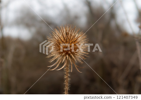 A close-up picture of a dry Yellowflower teasel or Dipsacus strigosus. Blurry background A close-up picture of a dry Yellowflower teasel or Dipsacus strigosus. Blurry background 121407349