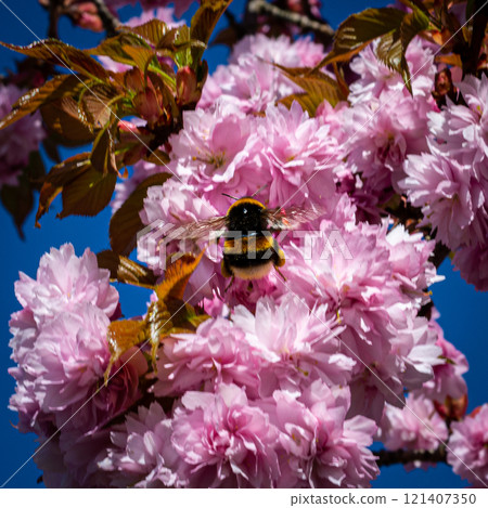 A close-up picture of a bumble bee on a pink Japanese cherry blossom 121407350