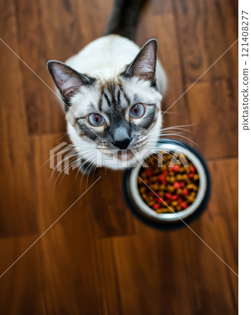 view from above Cute Siamese cat with blue eyes eating dry food from bowl at home, 121408277