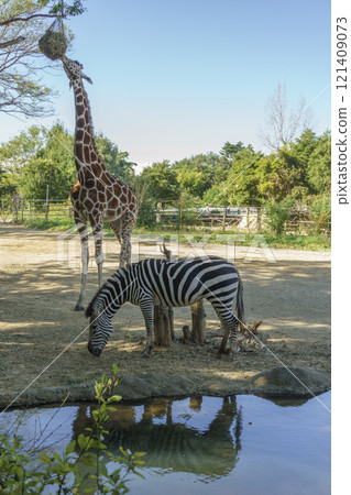 Giraffes and zebras at Yagiyama Zo 121409073