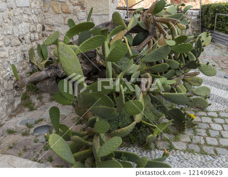 View with cactus. Detail view of the cardon cactus with green and torqouise colors. Peaceful nature. Peyote cactus cochineal fig cocheneel fig blad apple cactus hedge hog thistle torch thistle View with cactus. Detail view of the cardon cactus with green and torqouise colors. Peaceful nature. Peyote cactus cochineal fig cocheneel fig blad apple cactus hedge hog thistle torch thistle 121409629