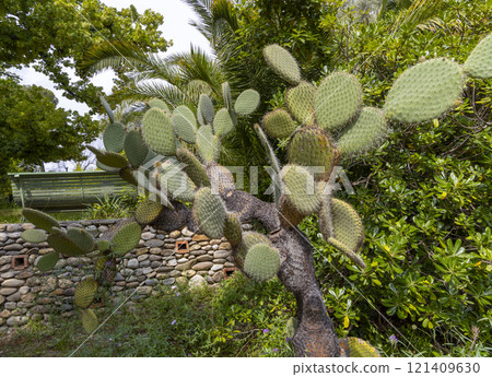 View with cactus. Detail view of the cardon cactus with green and torqouise colors. Peaceful nature. Peyote cactus cochineal fig cocheneel fig blad apple cactus hedge hog thistle torch thistle View with cactus. Detail view of the cardon cactus with green and torqouise colors. Peaceful nature. Peyote cactus cochineal fig cocheneel fig blad apple cactus hedge hog thistle torch thistle 121409630