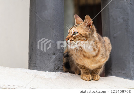 A cute tabby cat sits between the railings of a street window in a park and looks away to empty copy space. The concept of pets, how beautiful and colorful they are 121409708