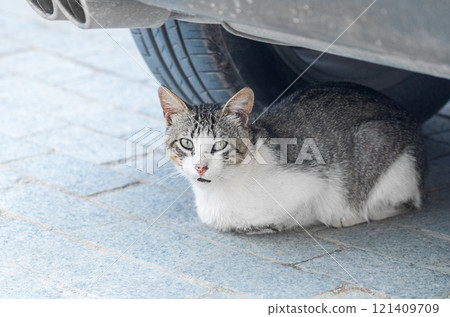 A beautiful cat sits under the car. The concept of how many cats and dogs die under the wheels of cars due to the fact that they sometimes hide there or crawl to get warm. Pet care concept 121409709