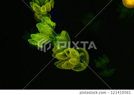 Group of yellow fluorescent jellyfish swimming underwater aquarium pool with green illimination Group of yellow fluorescent jellyfish swimming underwater aquarium pool with green illimination 121410561