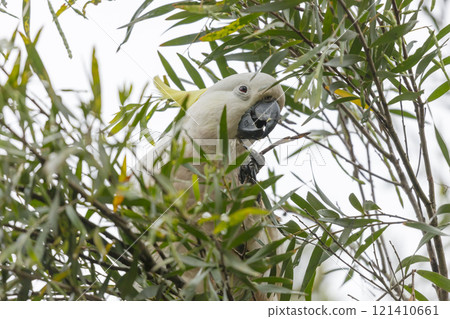 An Australian Cockatoo enjoying some food in a tree An Australian Cockatoo enjoying some food in a tree 121410661