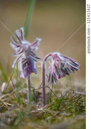 Pulsatilla pratensis.Small wild flowers. Meadow plants. Close-up Pulsatilla pratensis.Small wild flowers. Meadow plants. Close-up 121411427