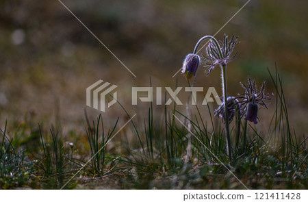 Pulsatilla pratensis.Small wild flowers. Meadow plants. Close-up Pulsatilla pratensis.Small wild flowers. Meadow plants. Close-up 121411428