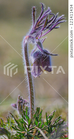 Pulsatilla pratensis.Small wild flower. Meadow plant. Close-up 121411434