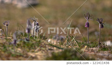 Pulsatilla pratensis.Small wild flowers. Meadow plants. Close-up 121411436