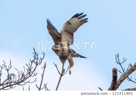 Buzzard jumping out of a tree 121411465