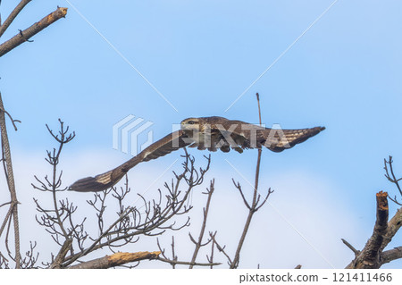 Buzzard jumping out of a tree 121411466