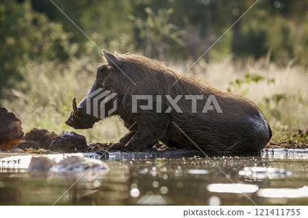 Common warthog in Kruger National park, South Africa Common warthog in Kruger National park, South Africa 121411755