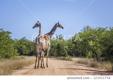 Giraffe in Kruger National park, South Africa 121411758