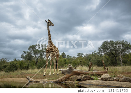 Giraffe in Kruger National park, South Africa 121411763