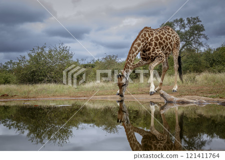 Giraffe in Kruger National park, South Africa 121411764
