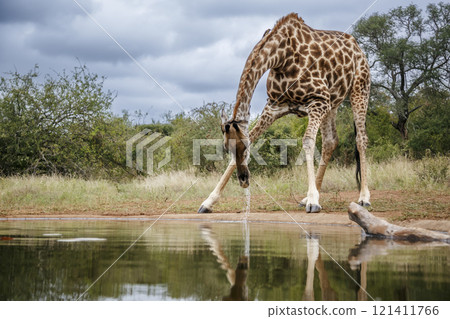 Giraffe in Kruger National park, South Africa Giraffe in Kruger National park, South Africa 121411766